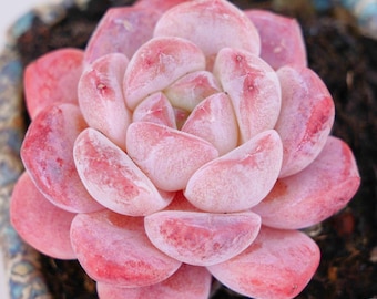 Hand-Potted Plant Echeveria Diana  | Low Maintenance Houseplants | Perfect for Home & Office Decor