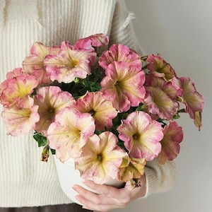 May include: A white ceramic pot overflowing with petunia flowers. The flowers display a mix of pink and yellow shades, with a speckled design. The pot is held by a person wearing a white jumper.