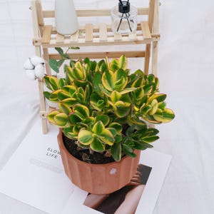 Hand-Potted Plant Crassula ovata Tricolor Jade | Low Maintenance Houseplants | Perfect for Home & Office Decor
