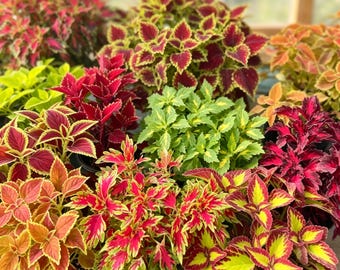 50 Mixed Color Coleus Seeds, Plectranthus Scutellarioides, Rainbow Foliage Plant, Hardy Annual, for Shade Gardens & Containers