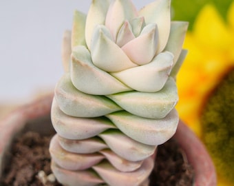 Hand-Potted Plant Crassula Moonglow Variegated | Low Maintenance Houseplants | Perfect for Home & Office Decor