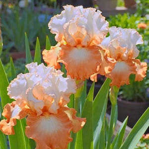 Peut inclure: Gros plan sur trois fleurs d'iris aux pétales froncés. Les fleurs présentent un dégradé de couleurs, allant du blanc au pêche et à l'orange. Les fleurs sont entourées de longues feuilles vertes.