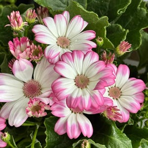 May include: Close-up of a cluster of white and pink flowers with green leaves. The flowers have white petals with pink edges and a pink center. Some flowers are in full bloom, while others are still buds. The leaves are large and green.