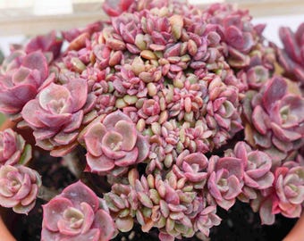 Hand-potted Plant Echeveria Clovershrub Crested | Low Maintenance