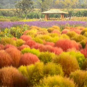 50 Sementes Mistas de Kochia Scoparia, Fácil de Cultivar, Arbusto que Muda de Cor, Planta para Paisagismo