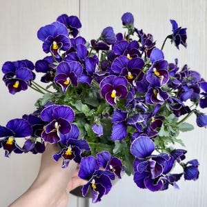 May include: A vibrant pot of pansies in full bloom. The flowers display deep purple petals with white edges and a yellow center. The lush green foliage provides a contrasting backdrop to the colorful blossoms. A beautiful floral arrangement.