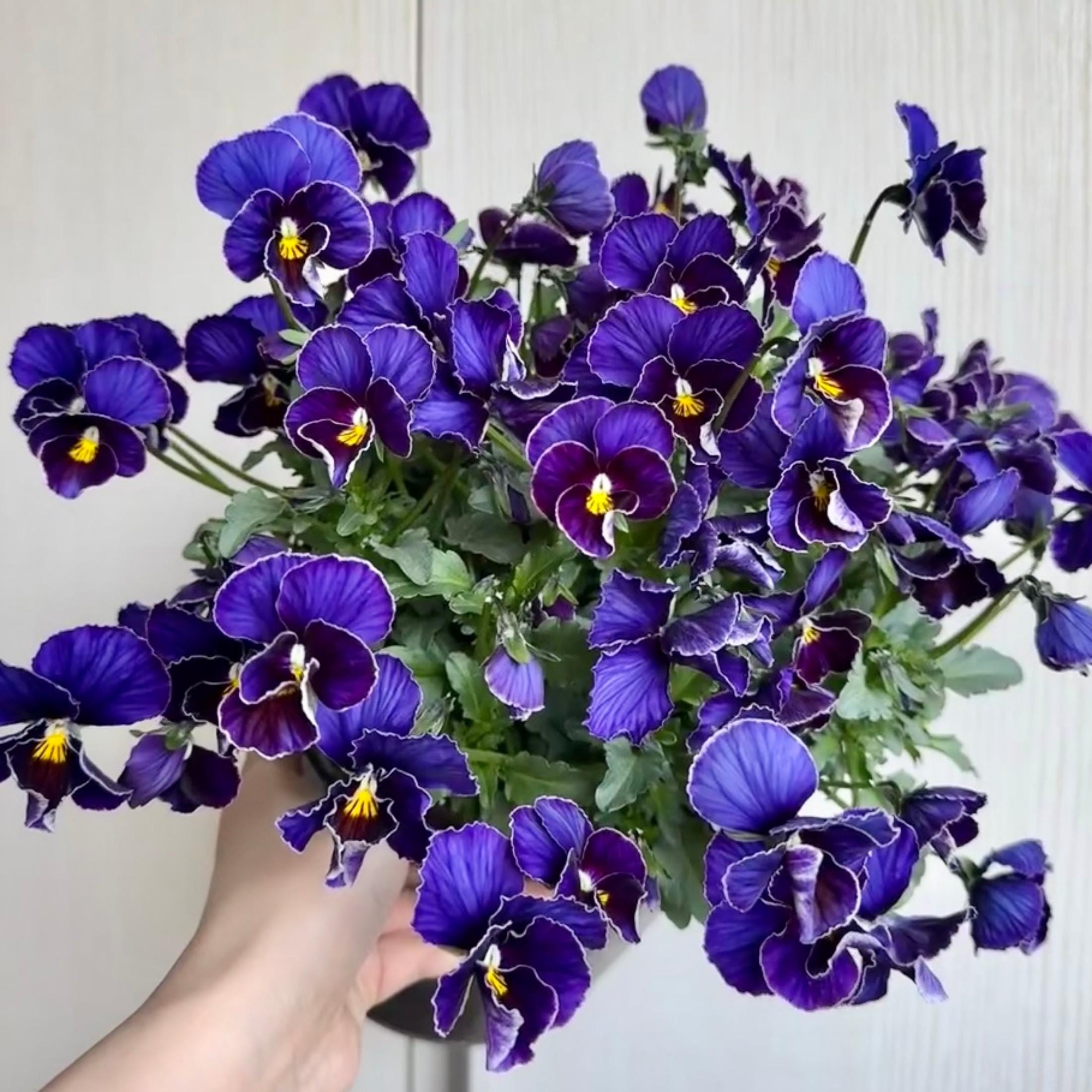 where to get rose seeds EverBloom Climbing Roses Seeds main image 0