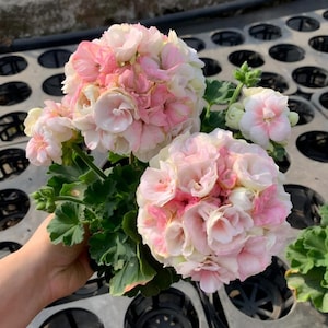 Puede incluir: Primer plano de una planta de geranio en maceta con grandes flores agrupadas. Las flores son una mezcla de blanco y varios tonos de rosa. Las hojas verdes contrastan con los colores suaves de las flores. La planta está en una maceta negra.