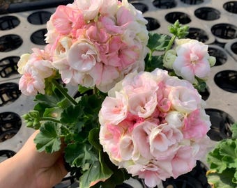 Può includere: Primo piano di una pianta di geranio in vaso con grandi fiori a grappolo. I fiori sono un mix di bianco e varie sfumature di rosa. Le foglie verdi contrastano con i colori tenui dei fiori. La pianta è in un vaso nero.