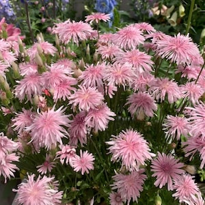 Könnte beinhalten: Nahaufnahme eines Clusters rosa Blüten mit stacheligen Blütenblättern. Die Blüten stehen in voller Blüte und haben ein weiches, federartiges Aussehen. Grüne Stiele und Blätter sind im Hintergrund zu sehen und schaffen eine natürliche Umgebung. Die Blüten sind ein leuchtendes Rosa.