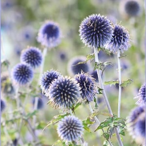 Può includere: Primo piano di un campo di cardi globosi. I fiori sono di un vibrante blu-viola, con una forma sferica e spinosa. Gli steli sono verde chiaro e lo sfondo è un verde morbido e sfocato.