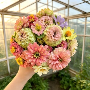 30 Mixed Pastel Zinnia Seeds, Zinnia Elegans, Double Blooms, Hardy Annual, for Cut Flowers & Cottage Gardens