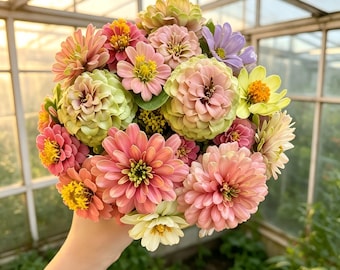 30 gemischte Pastell Zinnia Samen, Zinnia Elegans, Doppelblüten, winterhart, für Schnittblumen & Bauerngärten