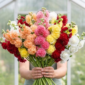 May include: A large, vibrant bouquet of hollyhock flowers featuring a dense arrangement of ruffled, double-petaled blooms in shades of deep red, bright yellow, soft peach, pastel pink, and crisp white, all gathered on long, sturdy green stems.