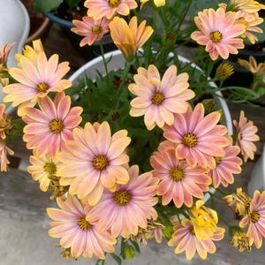 20 nasion stokrotki afrykańskiej, Osteospermum, mrozoodporna roślina jednoroczna, kwitnie wiosną i latem, do pojemników i na kwiaty cięte zdjęcie 4