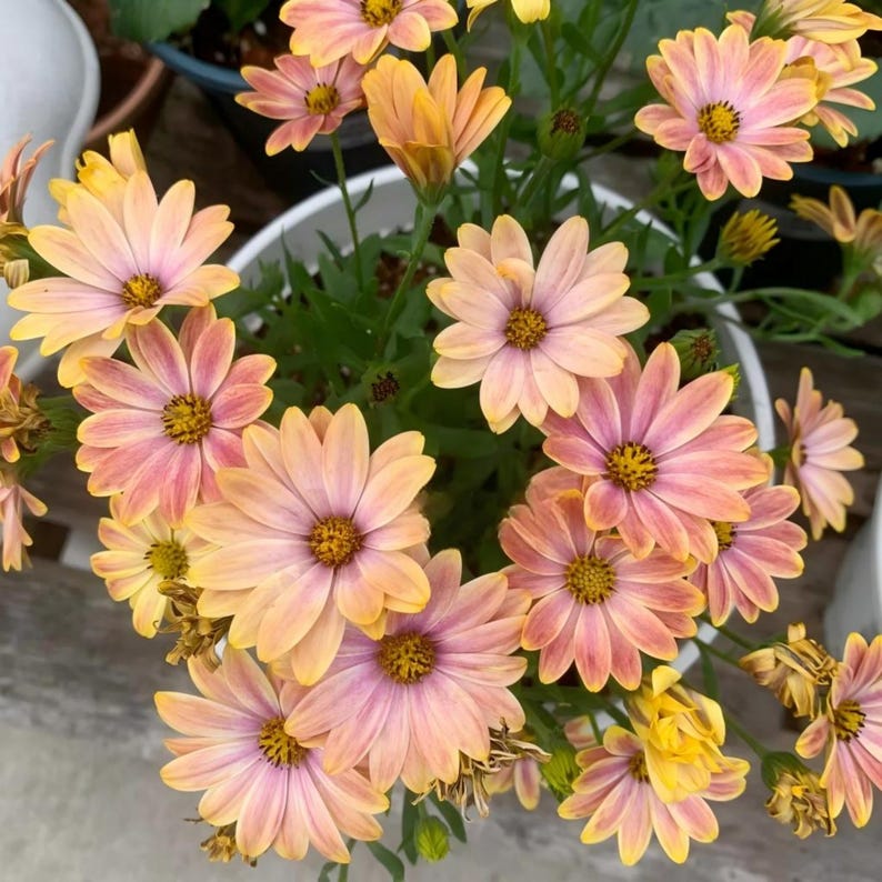 20 nasion stokrotki afrykańskiej, Osteospermum, mrozoodporna roślina jednoroczna, kwitnie wiosną i latem, do pojemników i na kwiaty cięte zdjęcie 4