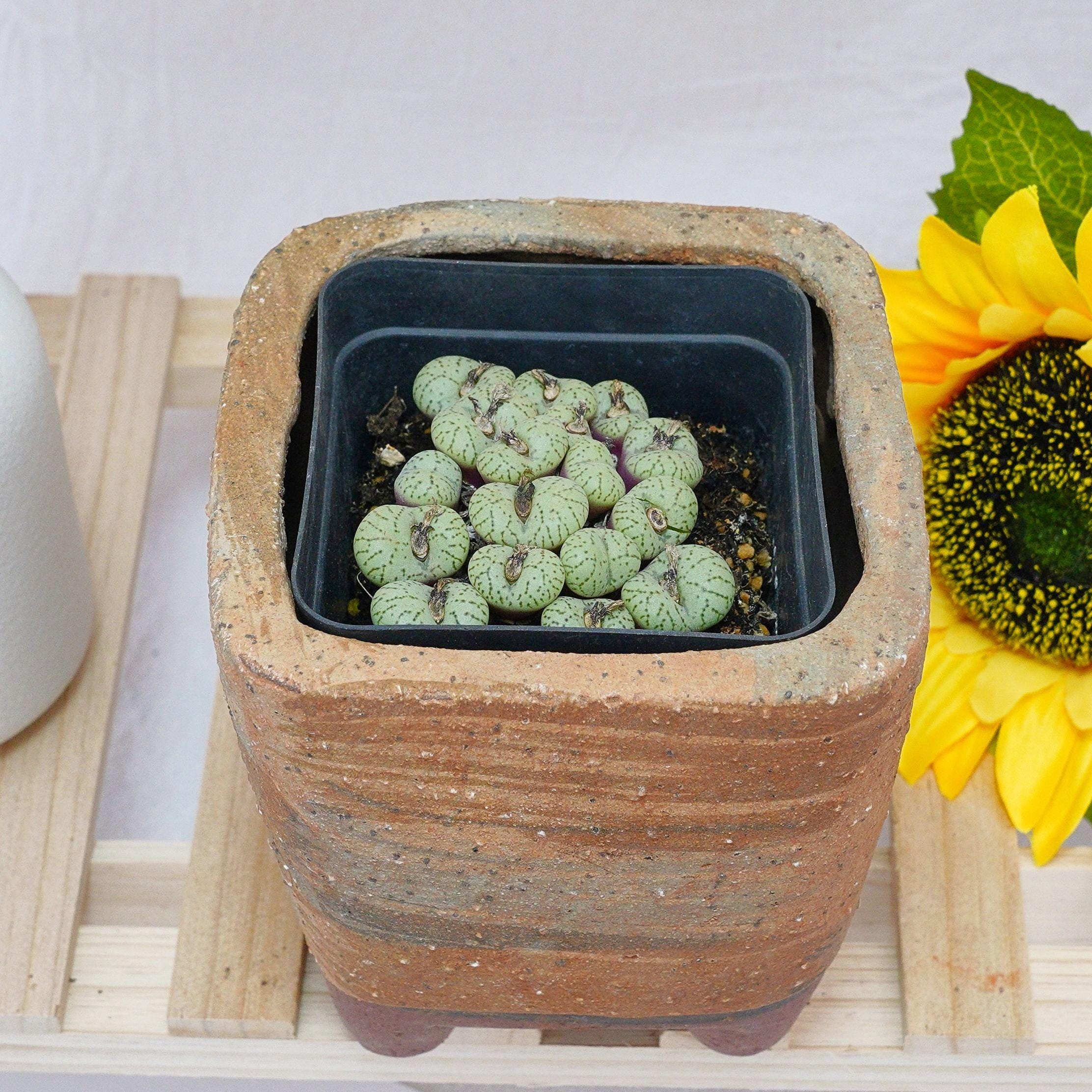 Conophytum pageae - Etsy 日本