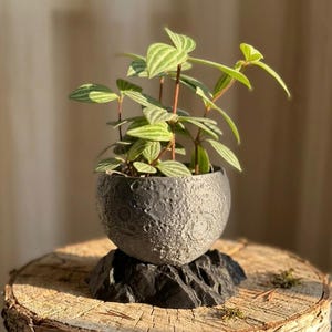 Könnte beinhalten: Eine kleine Zimmerpflanze in einem grauen, strukturierten, kugelförmigen Topf mit Mondoberflächendesign. Die Pflanze hat grün-weiß gestreifte Blätter und rötliche Stiele. Der Topf steht auf einem schwarzen, felsartig aussehenden Sockel, der auf einer Holzoberfläche platziert ist.