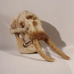 Realistic Resin African Elephant Skull Sculpture with Tusks – Handcrafted Faux Bone Artwork, Unique Home Decor, Animal Lover Collectible