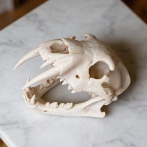 Può includere: Replica color avorio di un teschio di tigre dai denti a sciabola. Il teschio presenta prominenti canini curvi e una struttura della mascella visibile. Articolo decorativo.