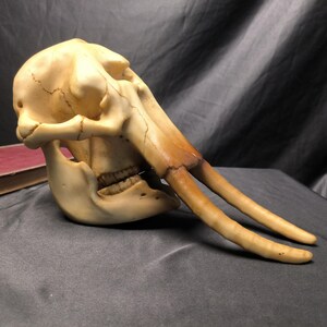 Realistic Resin African Elephant Skull Sculpture with Tusks – Handcrafted Faux Bone Artwork, Unique Home Decor, Animal Lover Collectible