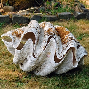 Rare Natural Real Pair 31&quot; * 21&quot; * 13&quot; TRIDACNA GIGAS Sea Shell 1940&#39;s Giant Clam Seashell 101 & 77 lbs ~ Free Continental FedEx Shipping