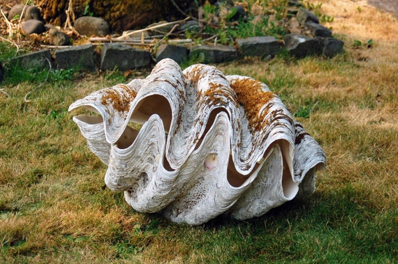 Tridacna gigas for sale discount