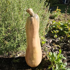 Pode incluir: Uma abóbora butternut com exterior castanho claro e formato curvo. A abóbora está em pé sobre uma superfície musgosa, com folhagem verde ao fundo. A abóbora tem um caule seco castanho claro.