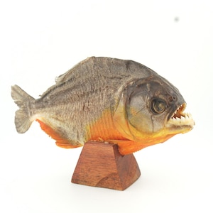 Taxidermie Piranha poisson disséqué poisson vénézuélien Taxidermie Piranha poisson disséqué poisson vénézuélien