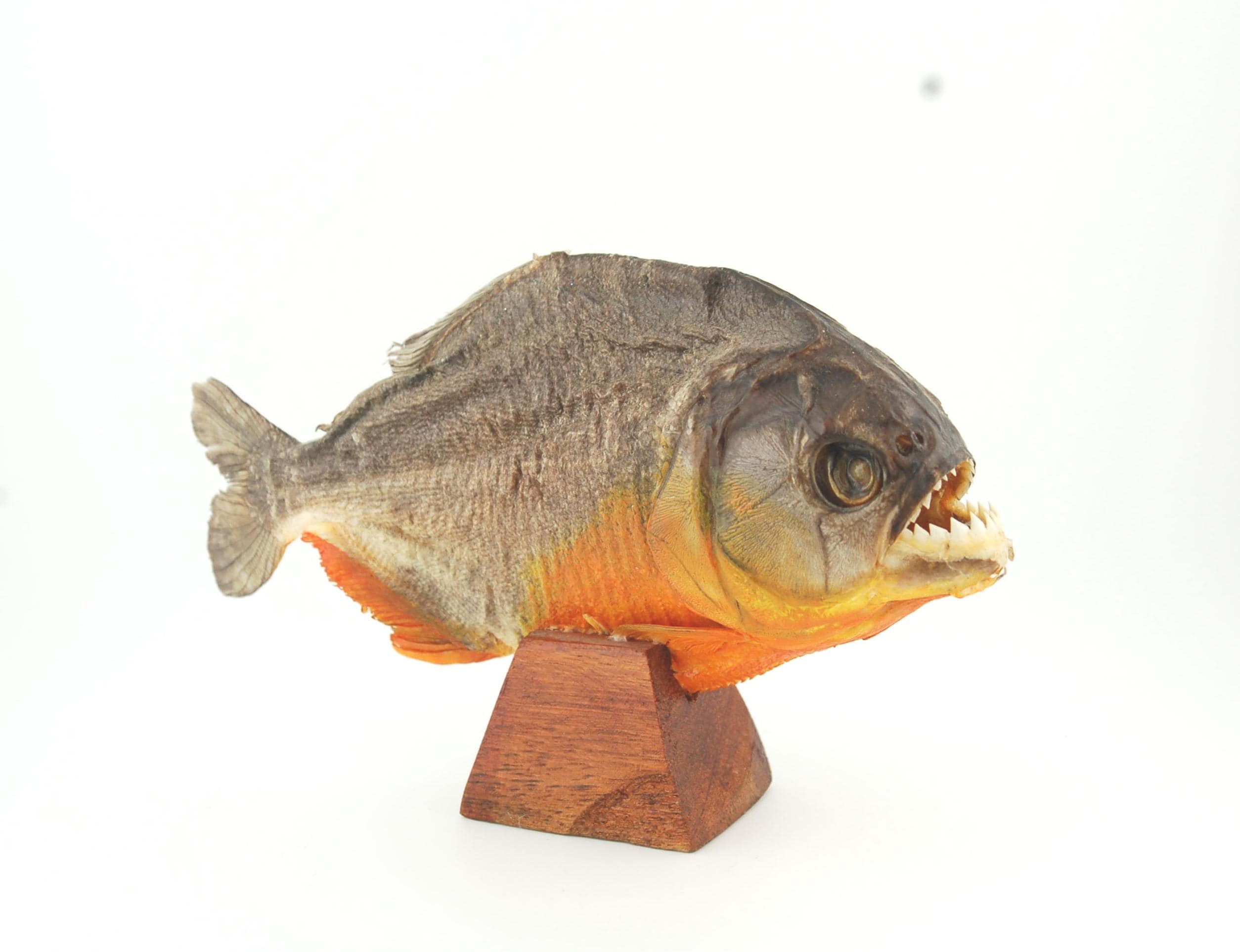 Piranha fish taxidermy - Etsy 日本