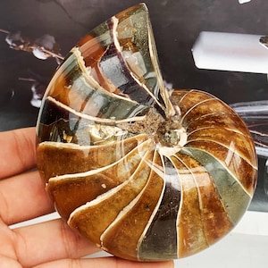 Natural Ammonite Fossil Conch,Quartz Crystal,Crystal Fossil,Fossil Specimen,Crystal Specimen,Home Decoration Crystal Gifts 1PC
