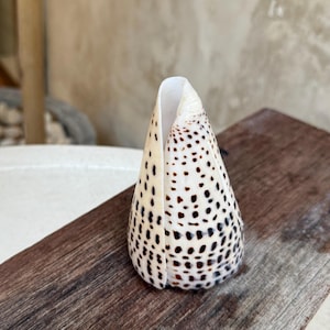Peut inclure: Un coquillage conique de couleur crème, parsemé de nombreuses taches brun foncé, est posé sur une surface en bois brun foncé vieilli. L'ouverture de la coquille révèle un intérieur lisse et blanc. La texture naturelle est visible.