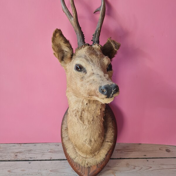 Buy Deer Head Taxidermy Online Etsy