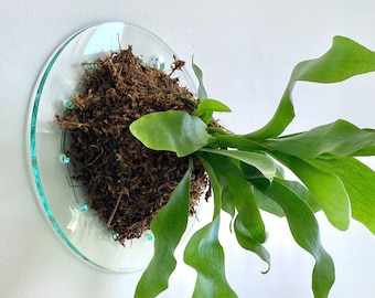 8" Clear Minimalist Mount for Staghorn Fern (Plant and moss not included)