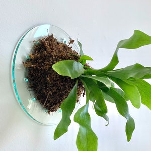 8&quot; Clear Minimalist Mount for Staghorn Fern (Plant and moss not included)