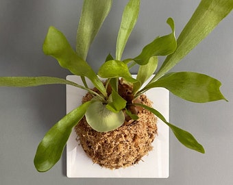 Square Staghorn Fern Mount (Plant and moss not included)