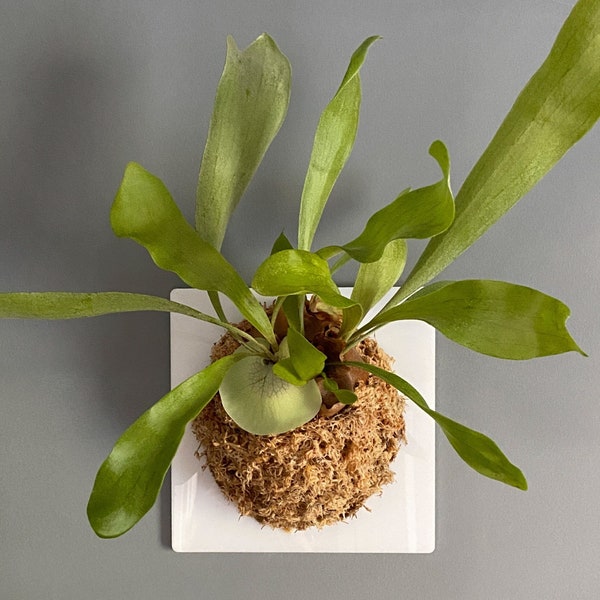 Square Staghorn Fern Mount (Plant and moss not included)