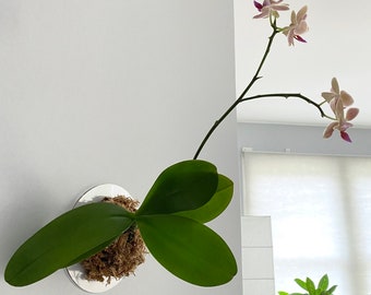 6" Minimalist Mount for Orchid (Plant not included)