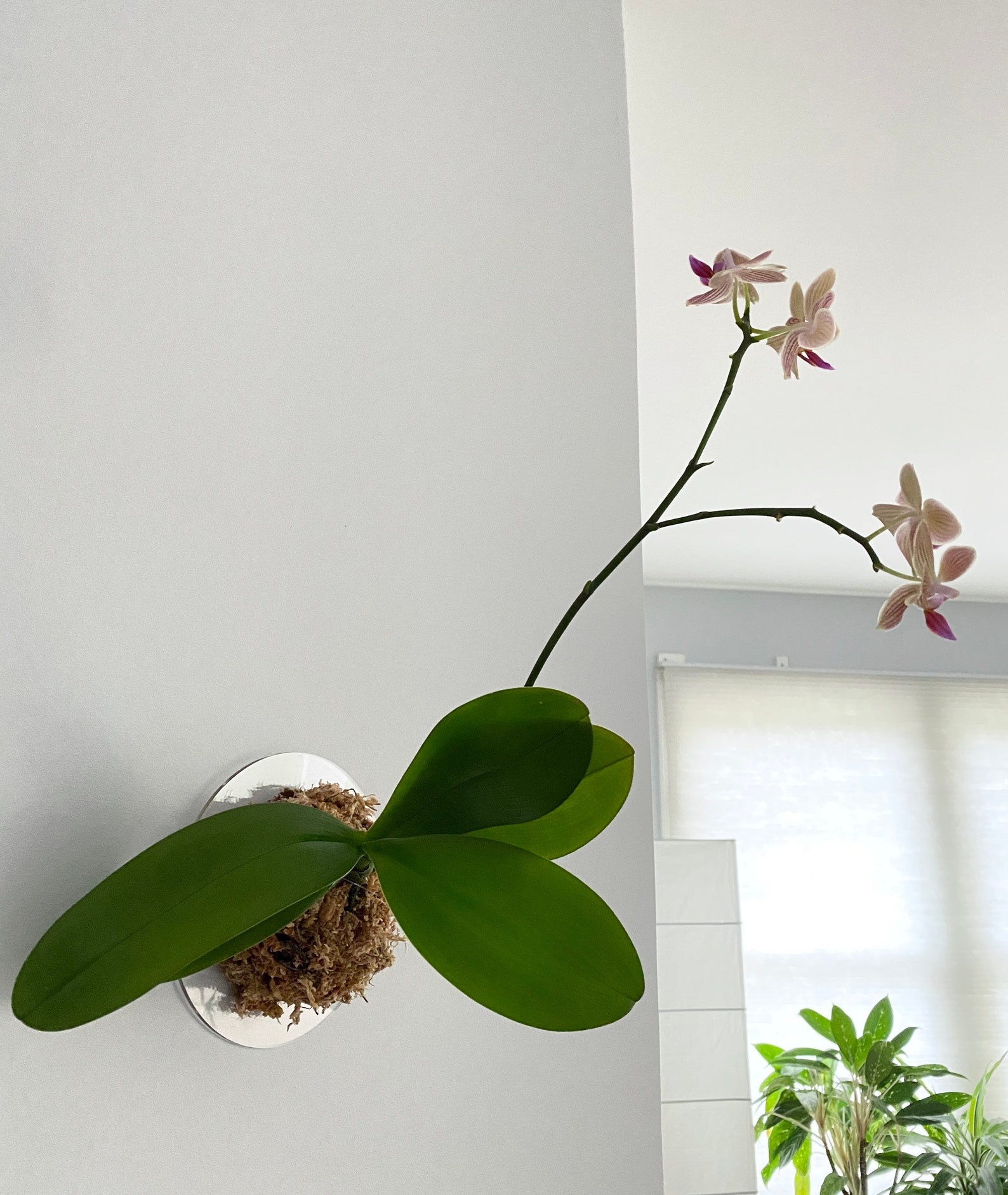 6 Minimalist Orchid Mounting Kit Plant not included Etsy
