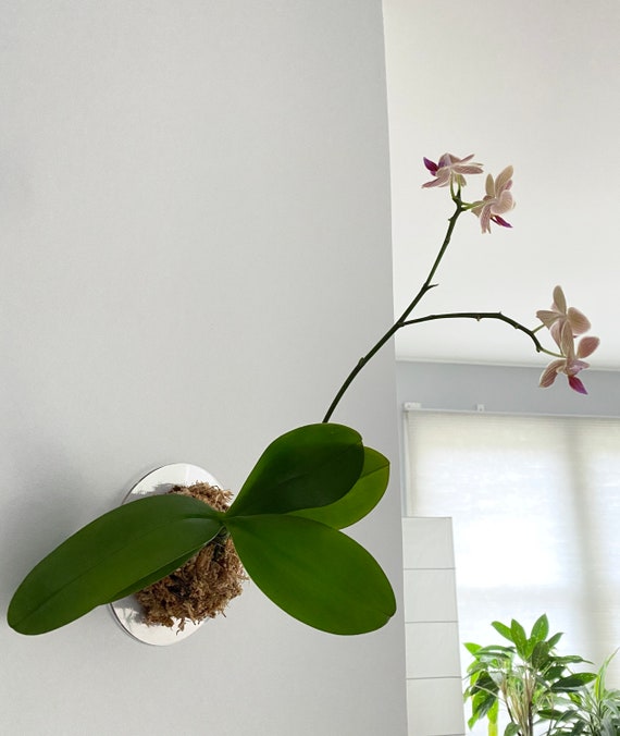 6L Phalaenopsis Sphagnum Moss Orchidée Sphaigne Mousse 20 X