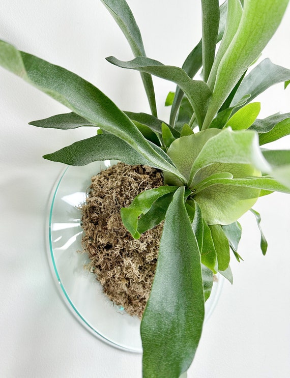 16 Mount for Staghorn, Elkhorn, Orchids (Plants and moss NOT included)