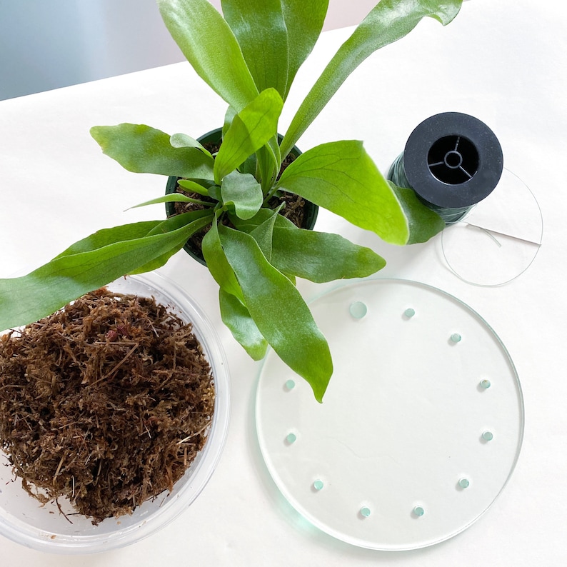 May include: A staghorn fern in a green plastic pot, a clear plastic container filled with brown sphagnum moss, a circular clear glass disc with small evenly spaced holes along the perimeter, and a spool of green wire with a thin metal needle.