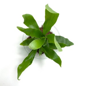 8&quot; White or Black Minimalist Staghorn Fern Mount (Plant and moss not included)