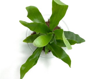 8" White or Black Minimalist Staghorn Fern Mount (Plant and moss not included)