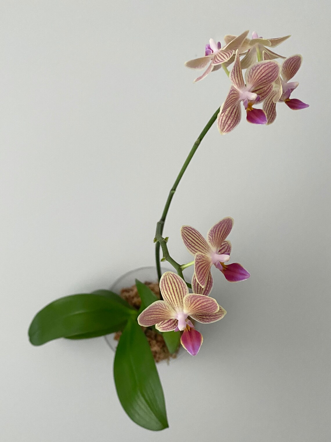6 Minimalist Orchid Mounting Kit Plant not included Etsy