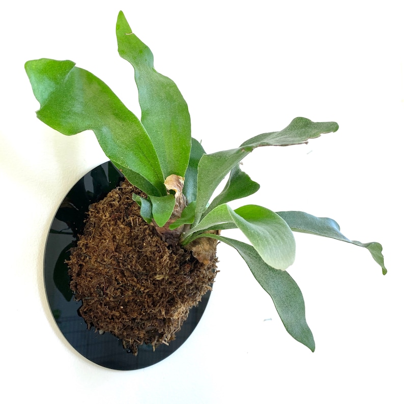 May include: A staghorn fern plant mounted on a circular black glossy plaque. The plant features multiple long, wavy, green fronds extending from a central root ball covered in brown fibrous moss, creating a wall-mounted botanical display.