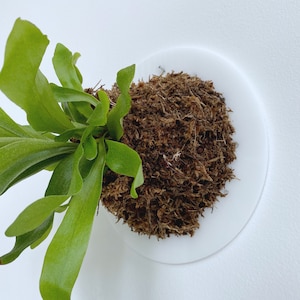 May include: A staghorn fern with vibrant green, wavy-edged fronds growing out of a dense, spherical brown moss ball. The moss ball is securely mounted onto a smooth, circular white plastic disc that provides a clean, contrasting base.