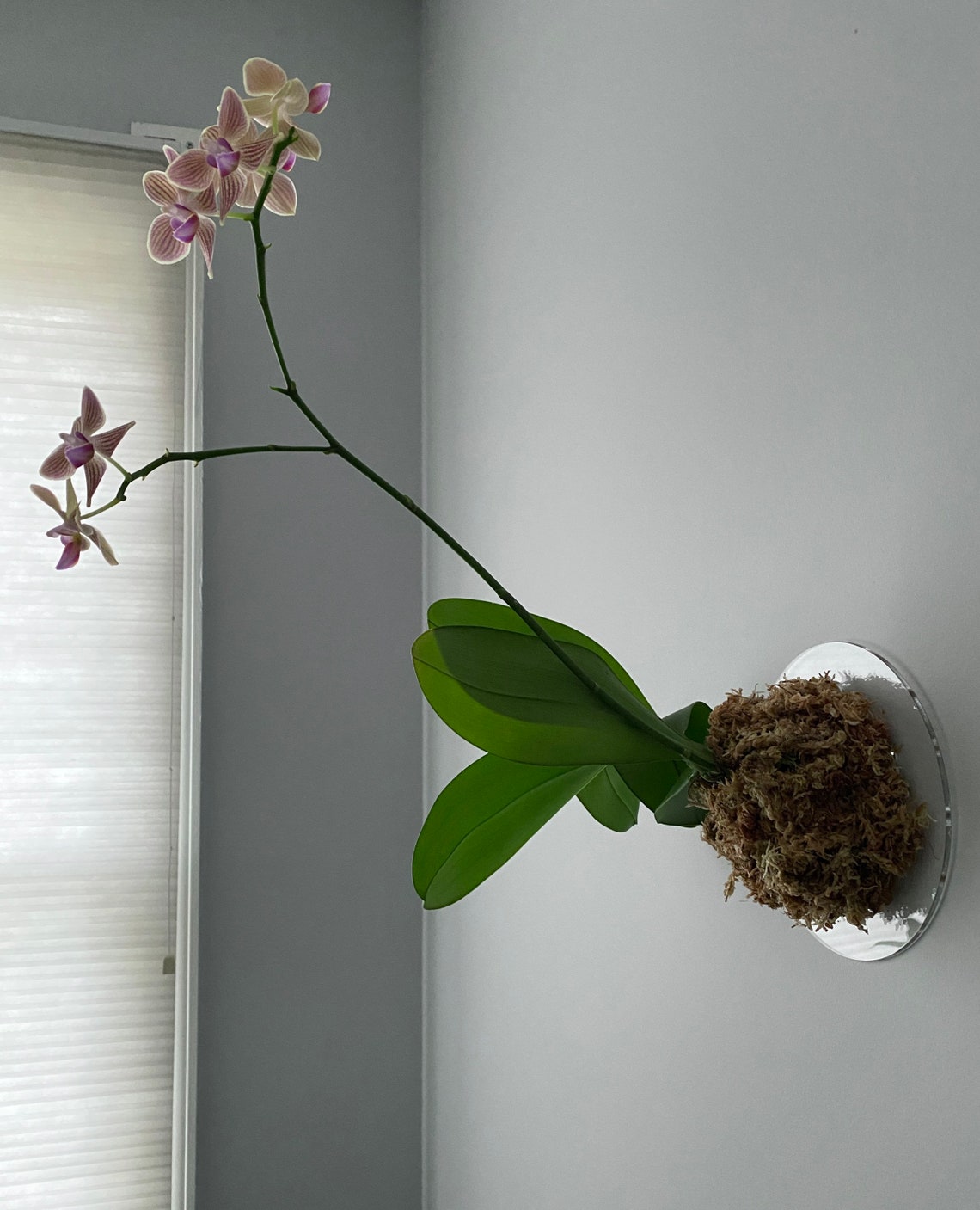 6 Minimalist Orchid Mounting Kit Plant not included Etsy