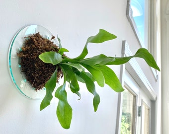 10.5" Minimalist Mount for Staghorn Fern (Plant and moss not included)