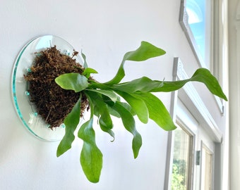 2-Pack 10.5" Minimalist Mount for Staghorn Fern Kit (Plant and moss not included)